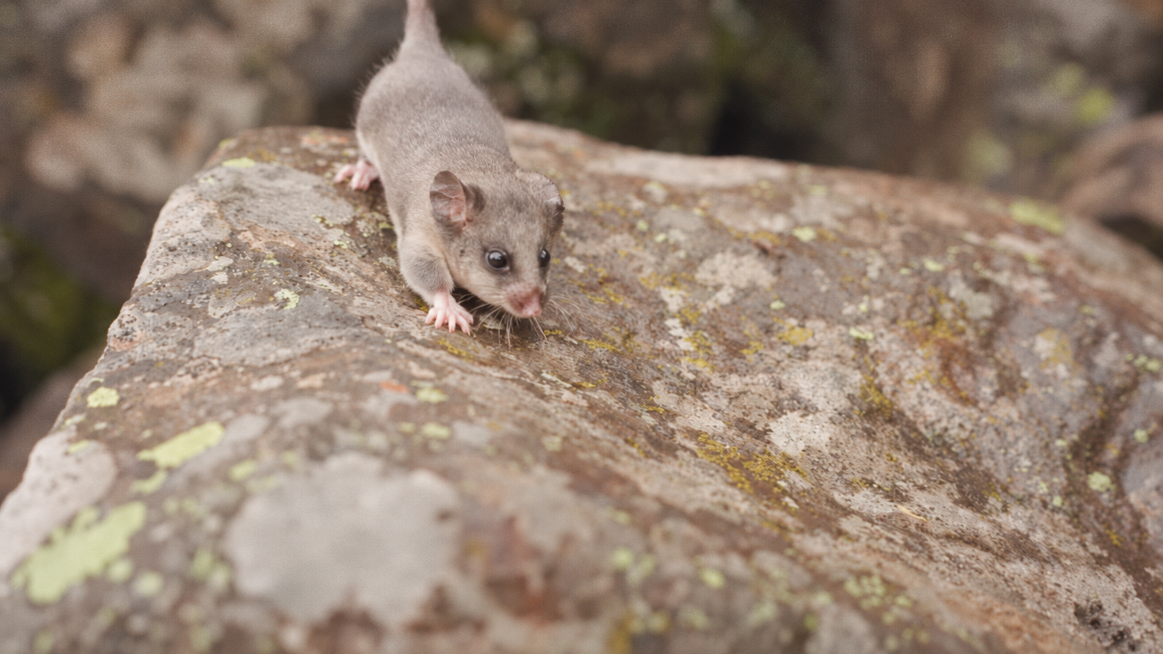 Mountain Pygmy Possum Recovery Project
